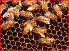 偽物と思っていた女王蜂（弱い