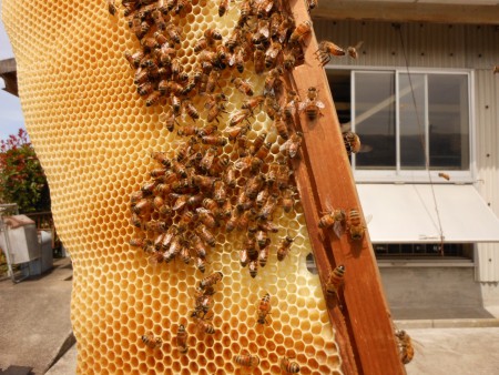 トップバーだけで自由に作らせた巣板