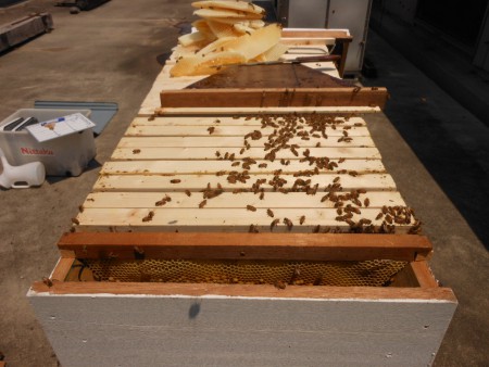 巣板を台形にカットして移動しました。