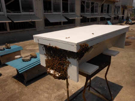 女王バチも入れたけど納まらない