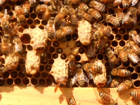 人工分蜂群の王台群