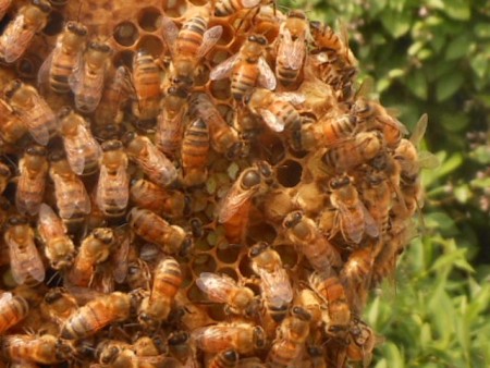 トップバーに移動した女王