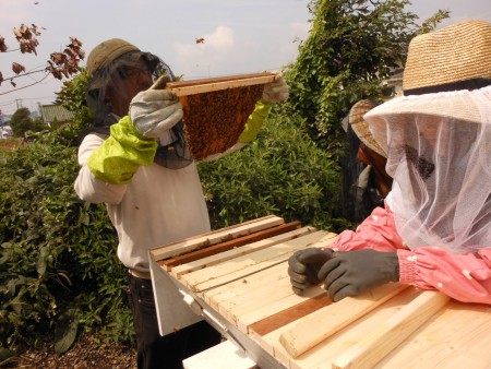 トップバーの巣の形状