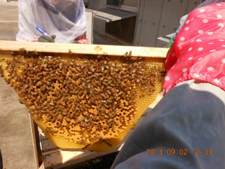 中央に女王バチがいます