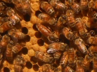 別の箱の女王バチ