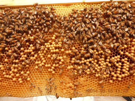 枠なしの巣板にできたオスバチのサナギ