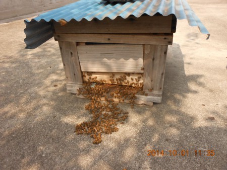 蒸し暑いときの巣門付近