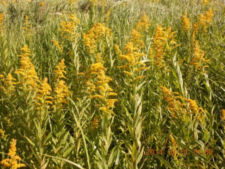 秋はセイタカアワダチソウだのみ