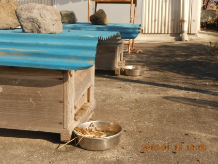 砂糖蜜に群がるハチ